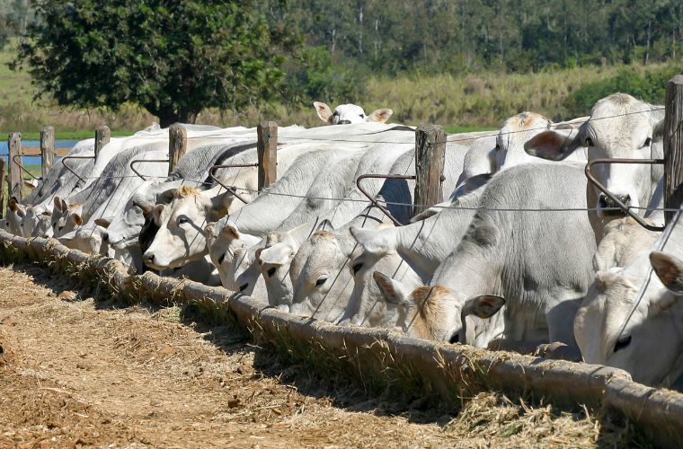 Arroba dispara e bate novo recorde: R$321,80