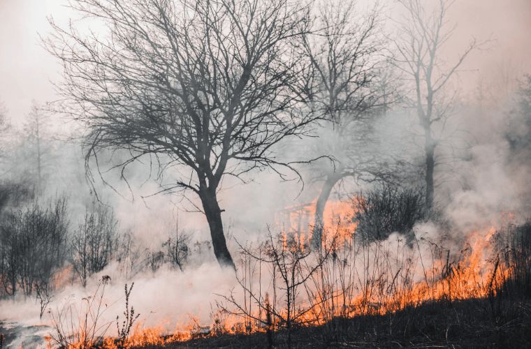 Em comparação a 2020, focos de incêndio no Pantanal caíram em 63% neste ano