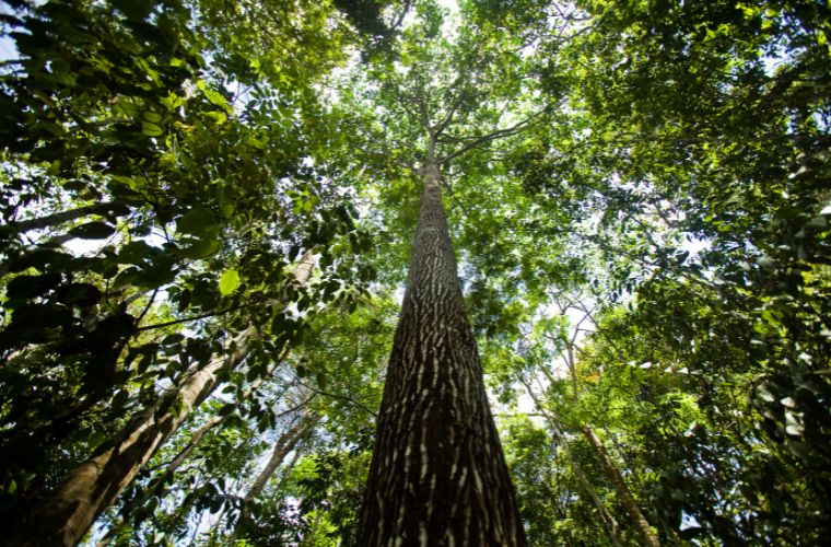 Novembro registra queda de 19% do desmatamento na Amazônia