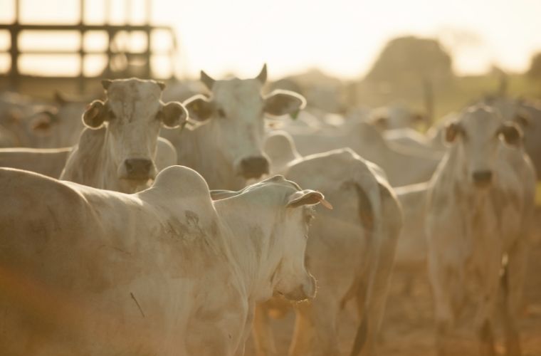 Supermercados europeus boicotam carne brasileira após denúncia de ‘lavagem de gado’