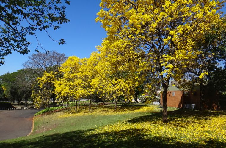 Final de semana terá sol, calor, baixa umidade do ar e pancadas de chuva no Estado