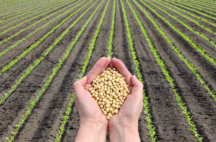 Valor da produção agropecuária de MS deve chegar a R$ 82,5 bilhões em 2022, diz ministério