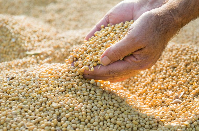 Produção agrícola deve chegar a 269,3 milhões de toneladas, diz Conab