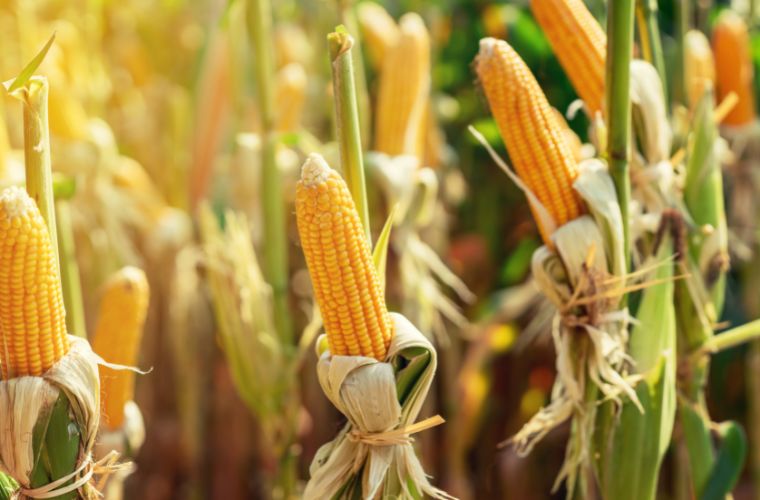 Mato Grosso do Sul deve ter safrinha recorde de milho com alta de 80,9% na produção, aponta IBGE