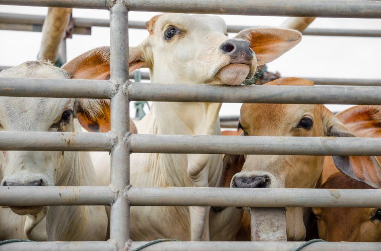 Iagro suspende obrigatoriedade do uso do aplicativo de transporte de animais