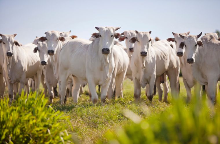 Cadê o boi?! Arroba atinge R$330,00 em nova rodada de alta