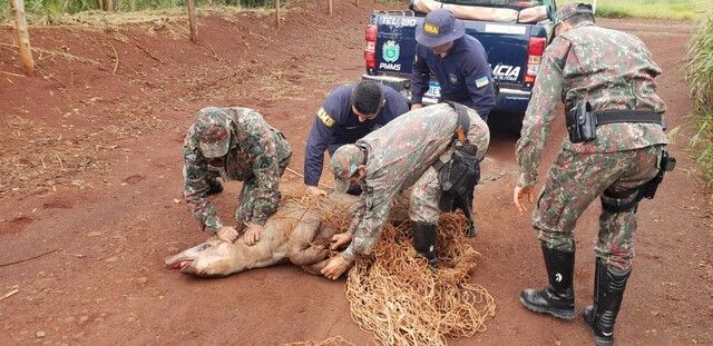 Resgate de animais atropelados em rodovias aumentou 15% em MS
