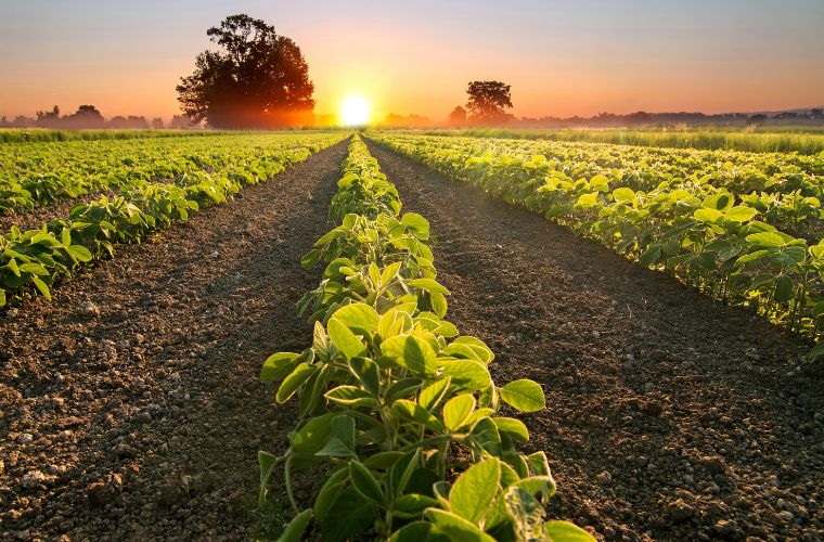 Plantio da soja em Mato Grosso do Sul segue proibido até o dia 15 de setembro