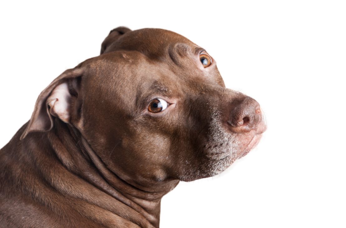 Pitbull é morto por policiais durante ataque à família que estava em calçada