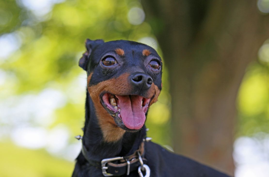 Pinscher é morto com tiro na cabeça; família procura polícia para denunciar crime