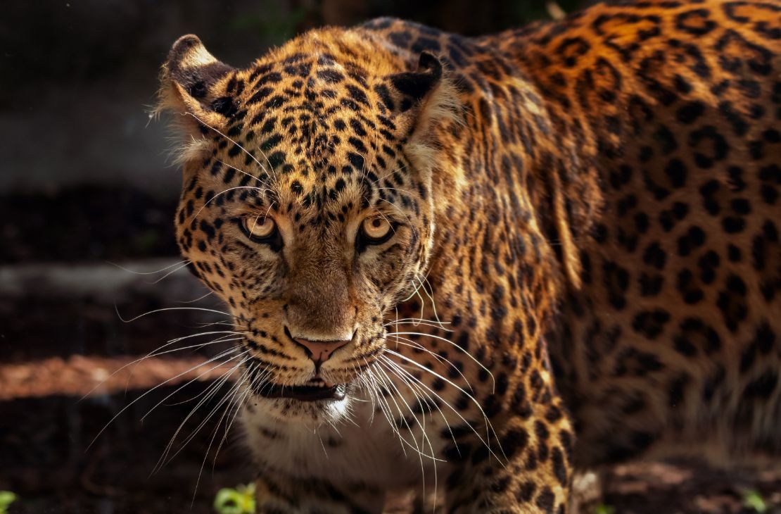 Com seca e incêndios no Pantanal de MS, onças estariam devorando animais domésticos