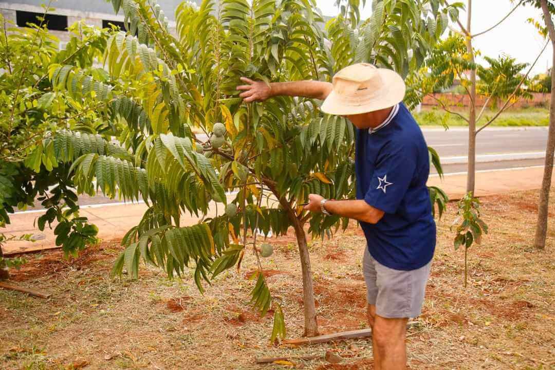 Apaixonado pelo campo, Arnaldo plantou mil árvores frutíferas em avenida de Campo Grande