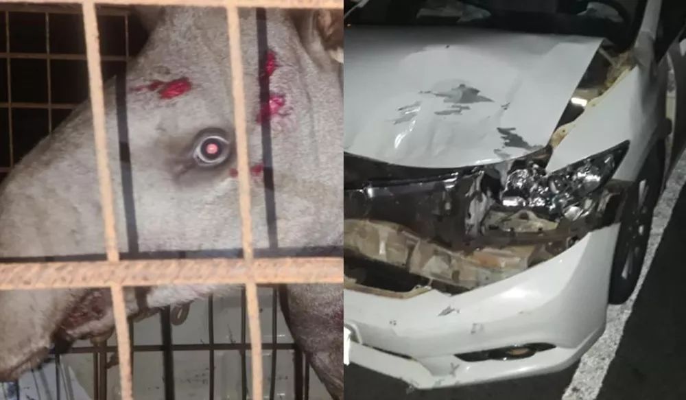 Atropelada em rodovia, anta de 250kg é resgatada em cidade de MS