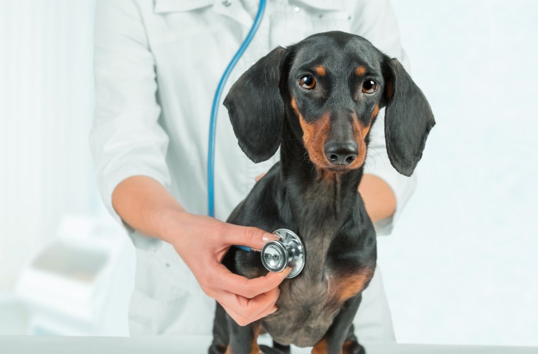 MS pode ter médicos veterinários no Programa Saúde da Família do SUS