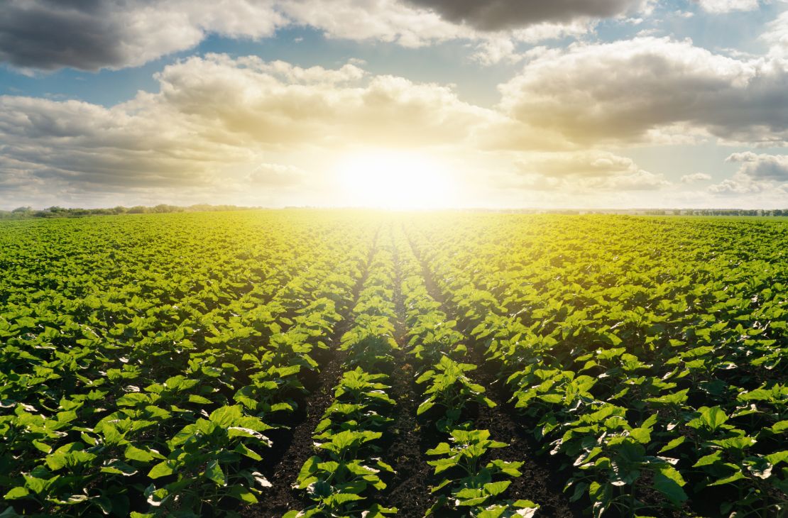 Manejo 4 C’s da nutrição pode revolucionar a agricultura como conhecemos hoje