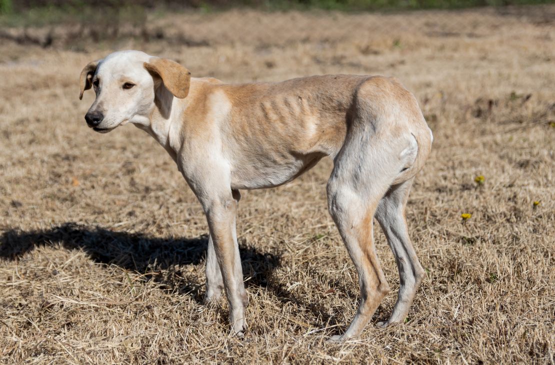 Multas expedidas por maus-tratos a animais dobra em 1 ano em MS e chega a R$ 1,2 milhão