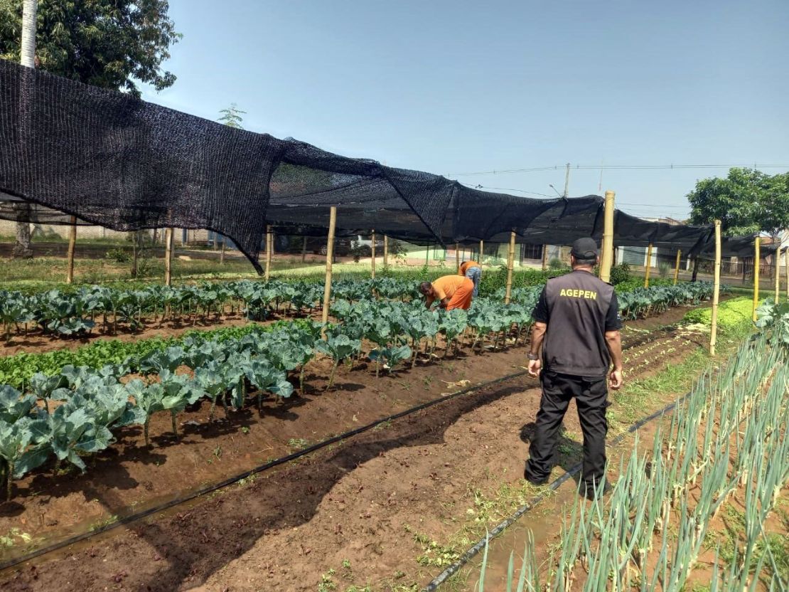 Horta cuidada por detentos reforça alimentação de famílias carentes de Aquidauana