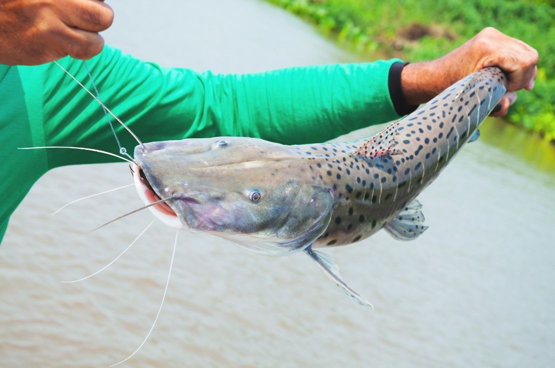 União permite pesca do pintado e Governo de MS e ICMBio vão fazer monitoramento da espécie