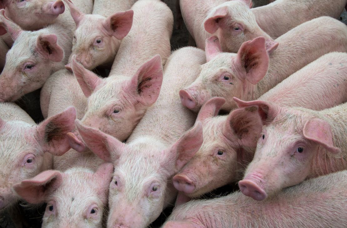Suinocultura estadual deve ter salto em 2023 com programa Leitão Vida e R$ 300 milhões do FCO Rural para o setor