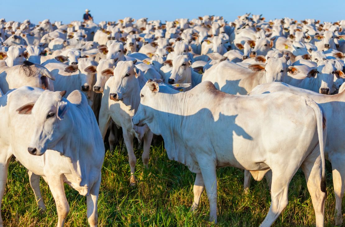 Brasil poderá exportar carne bovina para o México