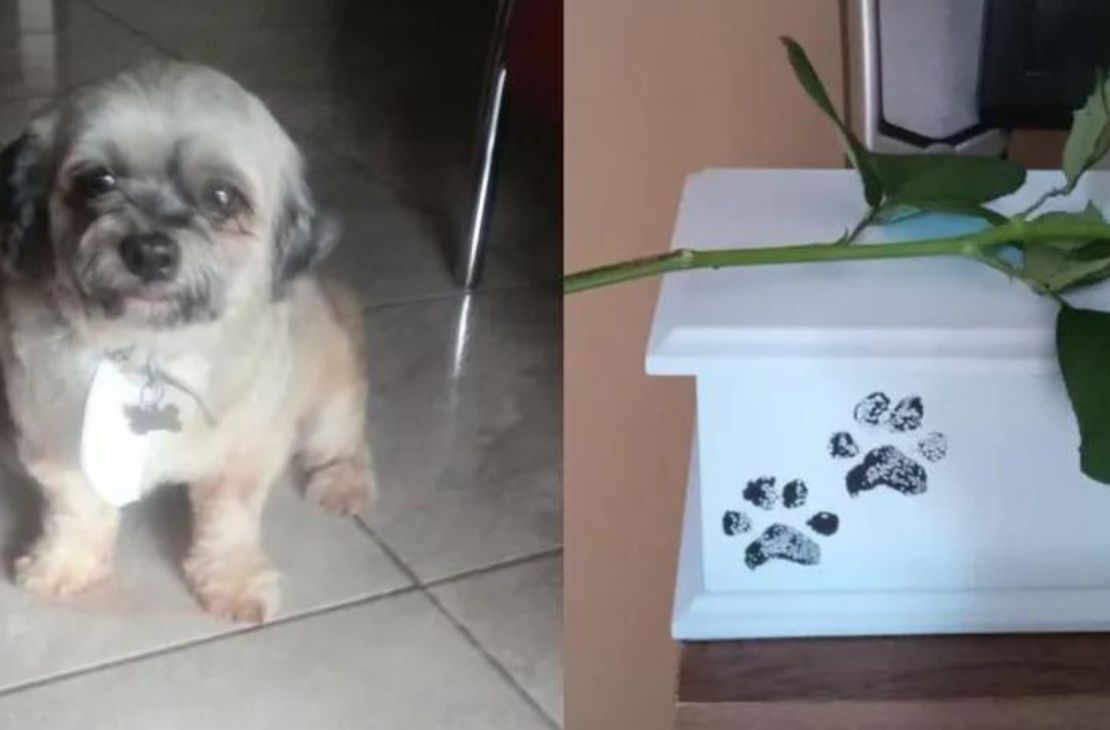 Tutora que levou cão para banho e recebeu as cinzas do animal entra com ação civil contra pet shop
