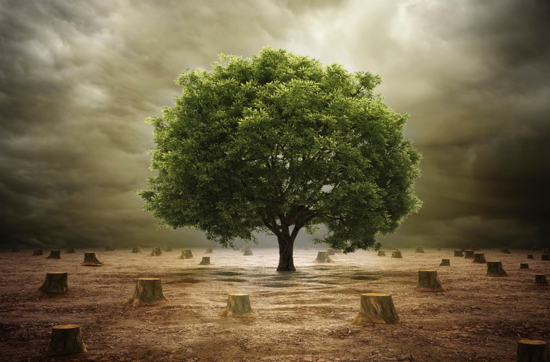 Combate ao desmatamento é prioridade para mitigar mudanças climáticas