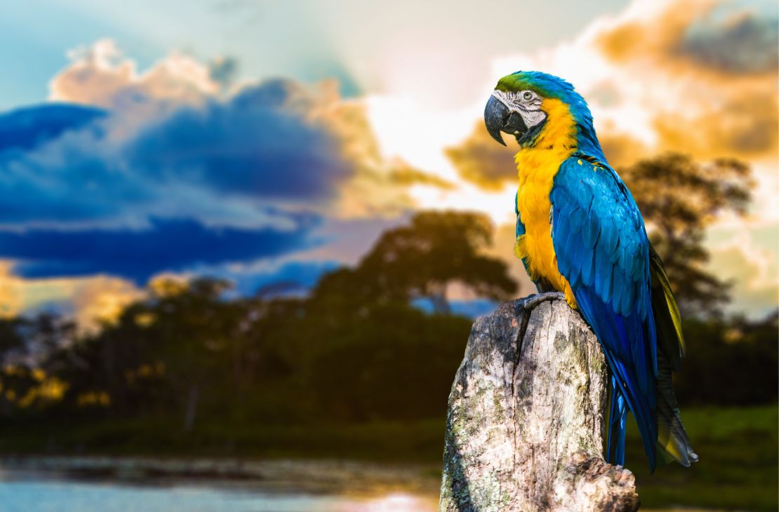 Avistar Brasil: destino de observação de aves, MS está no maior evento do segmento na América Latina