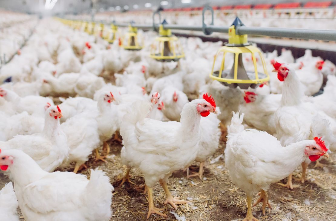 Gripe aviária leva Brasil a decretar emergência zoossanitária