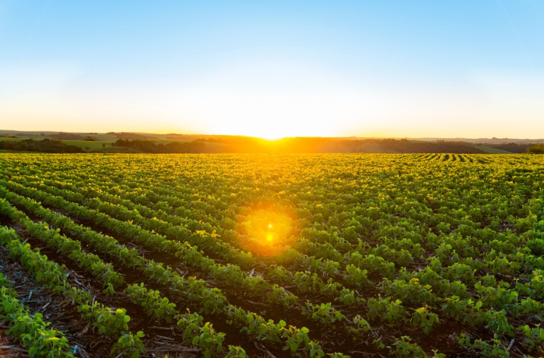 Safra de soja atinge marca histórica de 15 milhões de toneladas, com área plantada e produtividade recorde