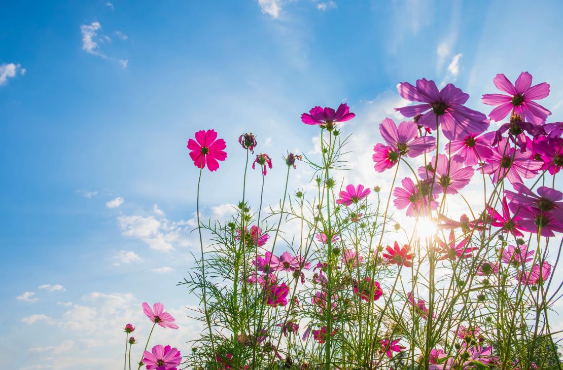 Tempo amanhece fresco e fica quente durante a tarde nesta sexta-feira em MS
