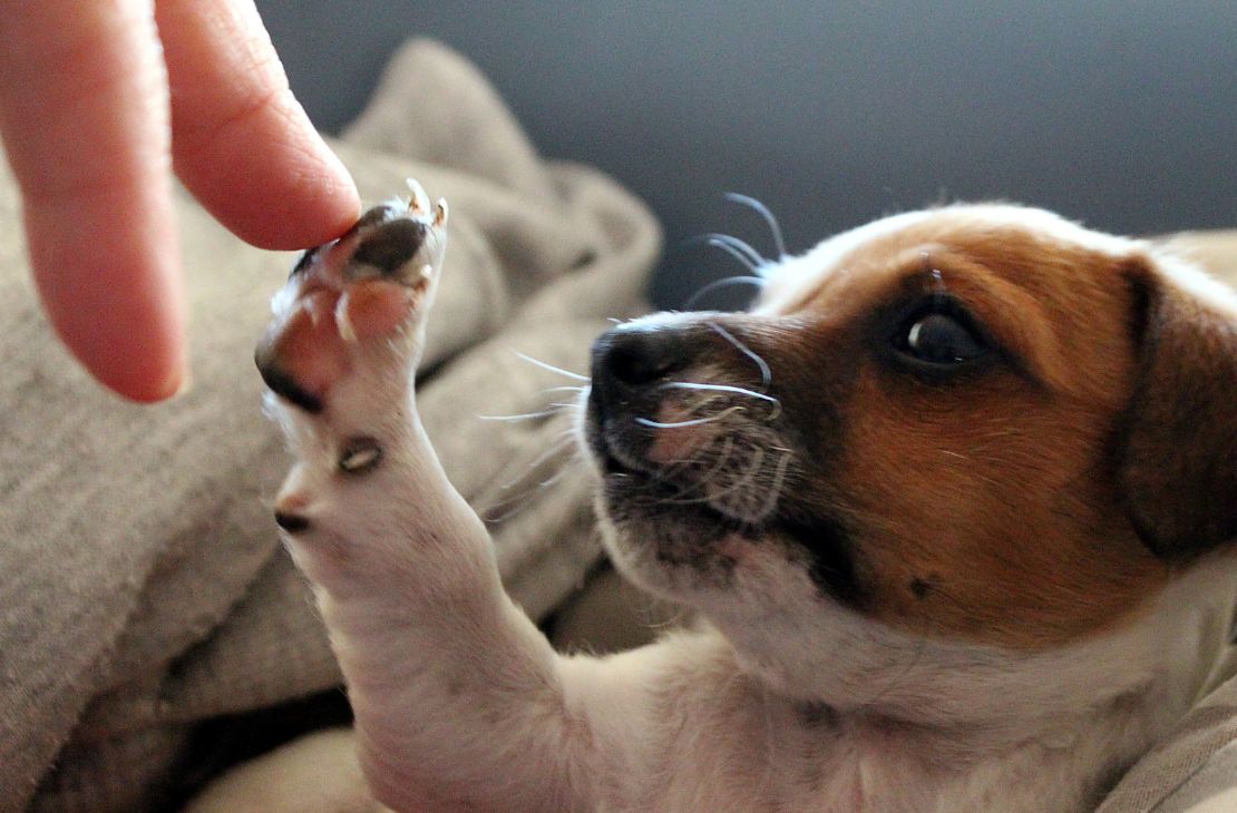 Seminário discute política de proteção aos animais em MS nesta terça e quarta-feira