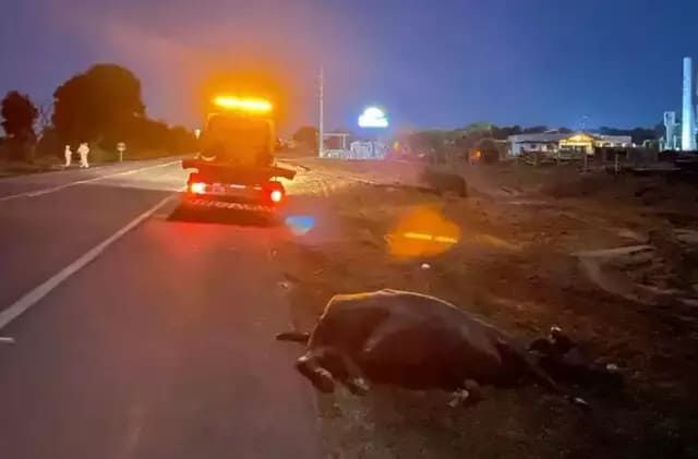 Ônibus com passageiros atropela e mata três búfalos na BR-163, em Coxim