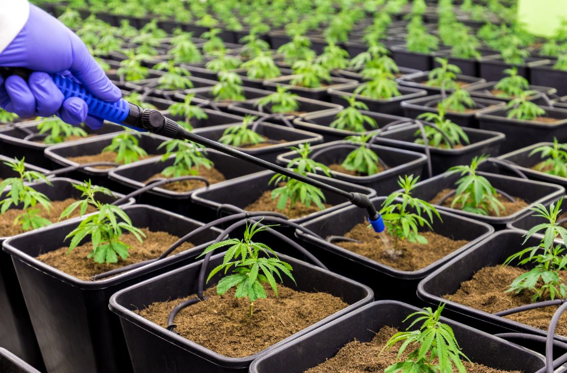 STJ autoriza paciente a cultivar cannabis para fins medicinais