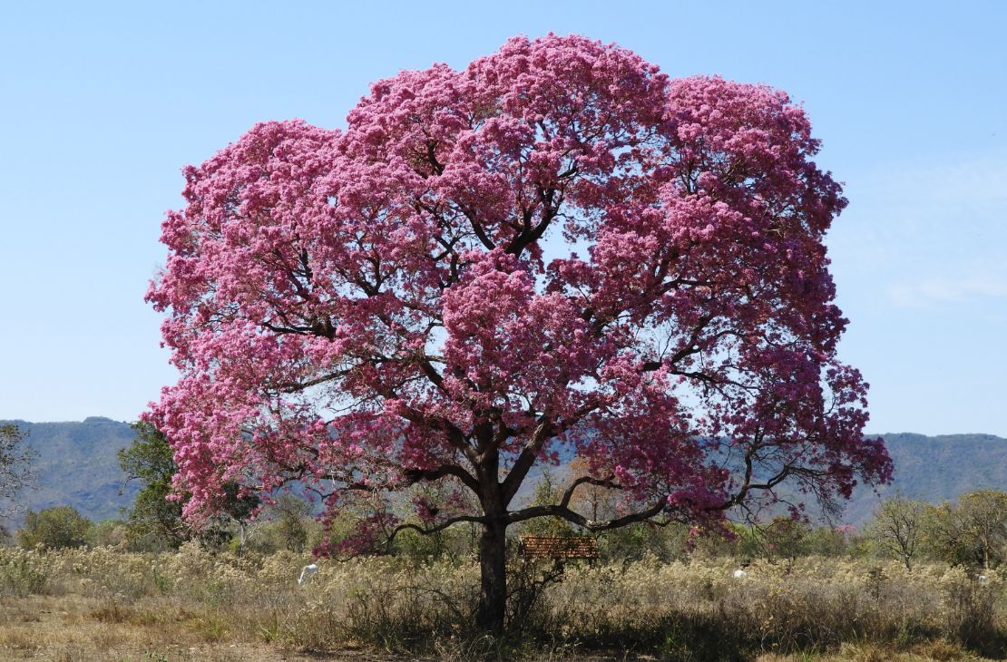 Com tempo seco na maior parte do Estado, semana começa com sol