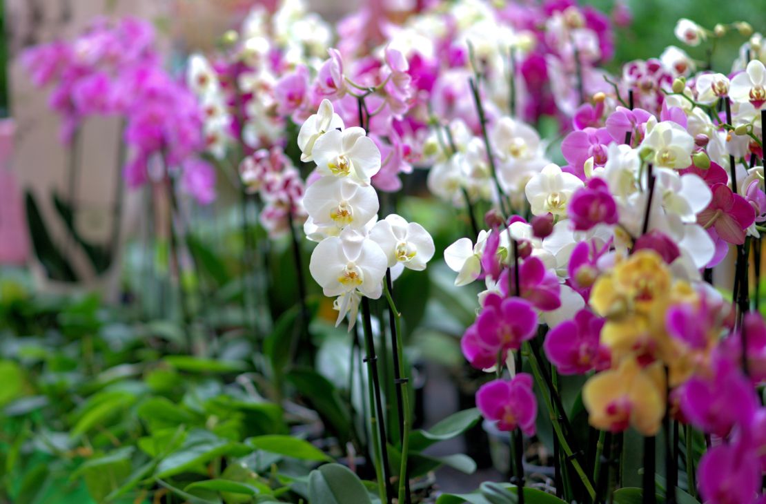 Curso gratuito de cultivo de orquídeas será realizado em Coxim