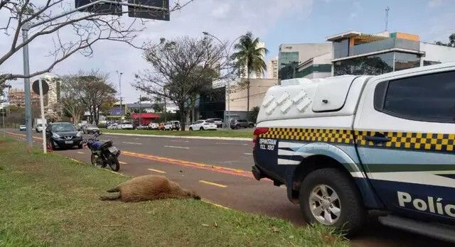 Homem fica ferido em acidente envolvendo carro, moto e capivara em Campo Grande