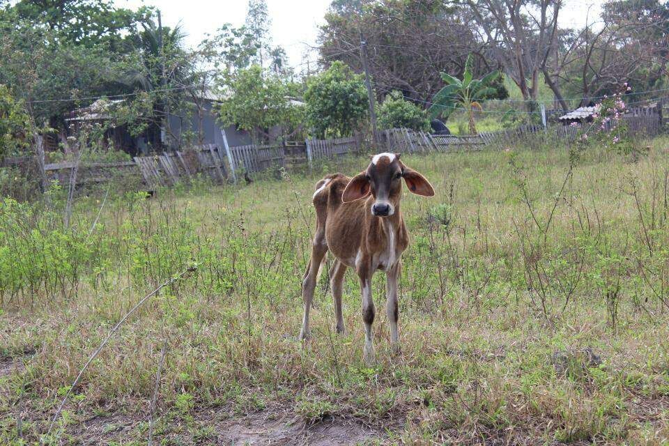 Sem água e comida, animais são resgatados de rancho abandonado
