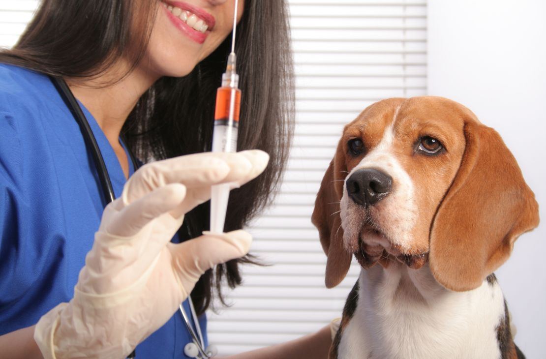 Agora é a vez do seu Pet, sábado é dia D de vacinação antirrábica