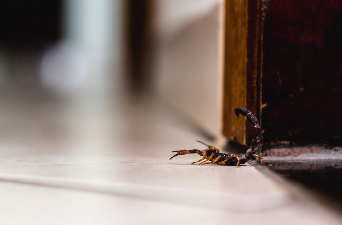 Temperaturas acima da média favorecem casos de acidentes com escorpiões em MS