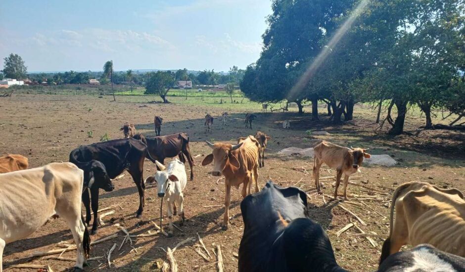 Produtor rural de Coxim é autuado por maus-tratos a animais