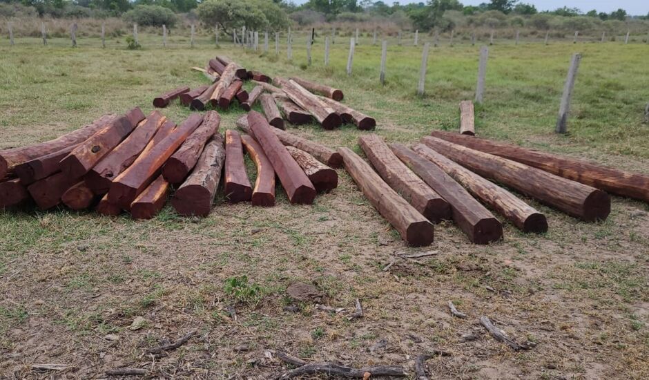 PMA flagra desmatamento de aroeira em área de preservação no Pantanal