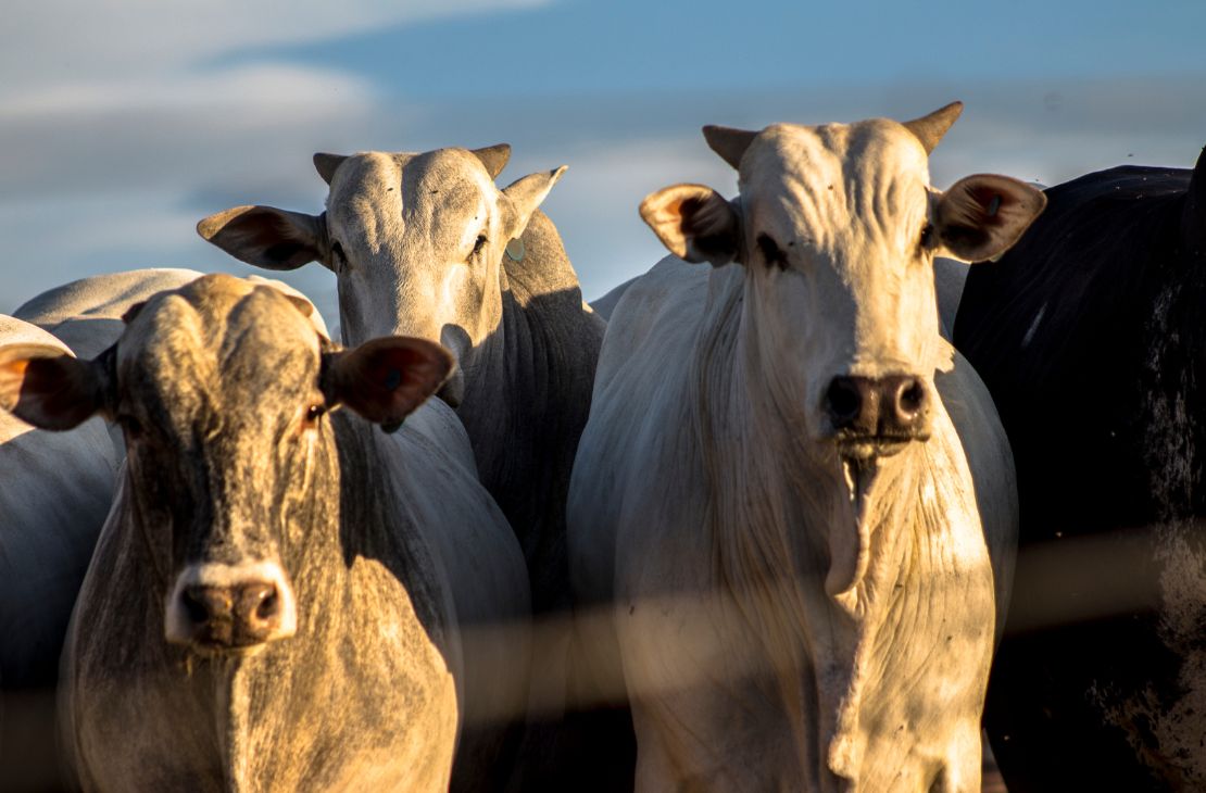 Oferta escassa e demanda aquecida sustentam preços do boi gordo
