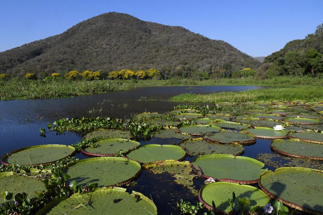 Lei do Pantanal: proposta entregue prevê ampliar proteção e reduzir desmatamento