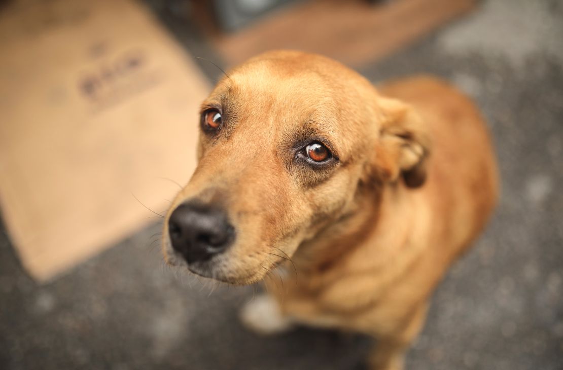 Fogos de artifício podem causar mal-estar, fuga e até morte em pets