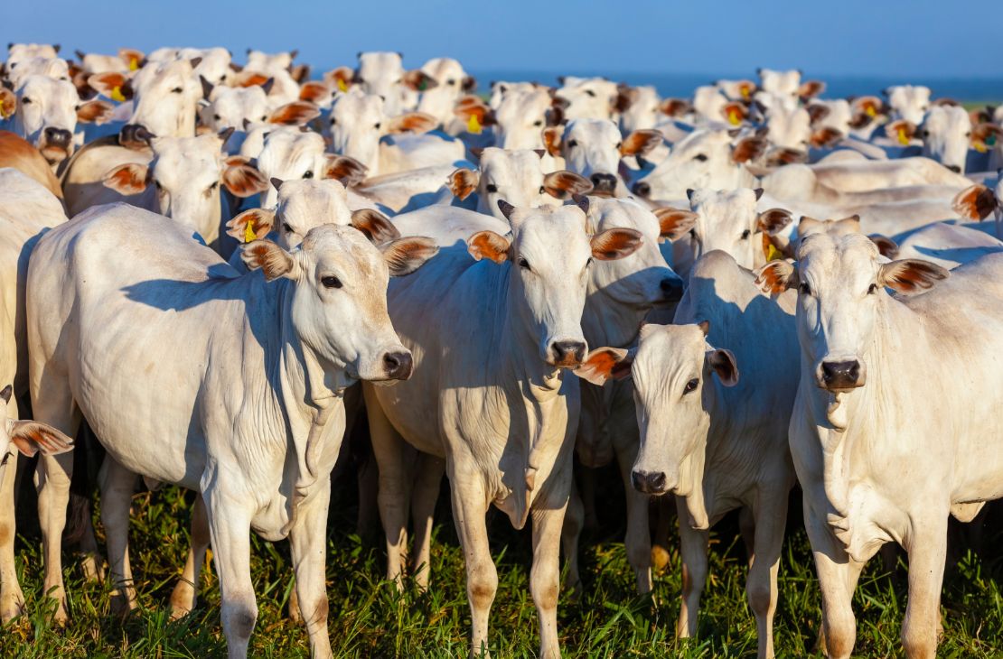 Pecuaristas de MS têm até dia 31 para atualização cadastral de rebanhos