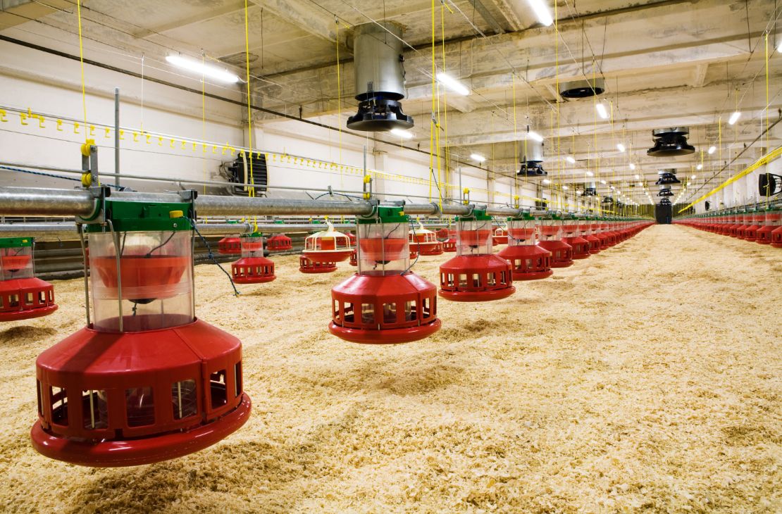 Frango Vida: incentivo a avicultura de MS garante mais de R$ 35 milhões aos produtores e ânimo ao setor