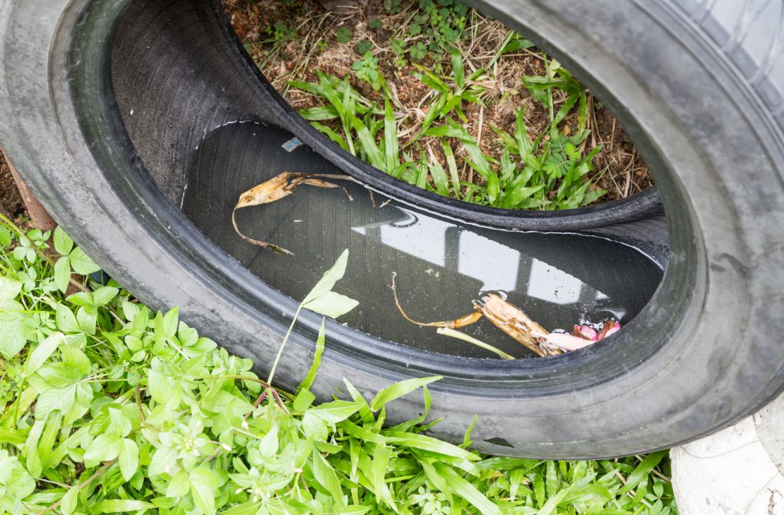 Dicas simples podem livrar sua casa dos focos da dengue e se prevenir contra doença