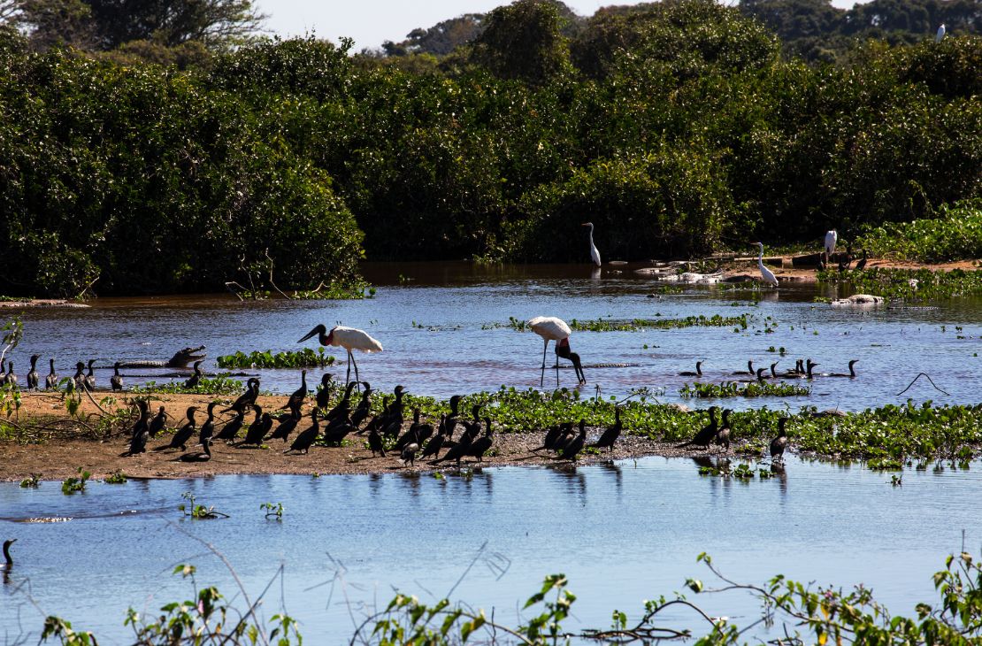 Lei do Pantanal entra em vigor, governo foca na fiscalização e decreto traz primeiras regulamentações