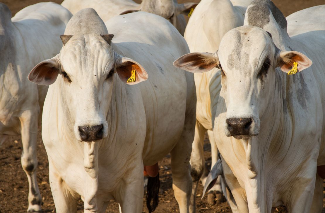 Brasil prevê crescimento na produção, consumo e exportação de carne bovina em 2024