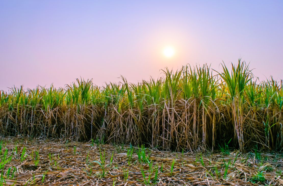 Força do agro: com apoio do Governo do Estado, MS bate recorde na produção de cana com 50,5 milhões de toneladas